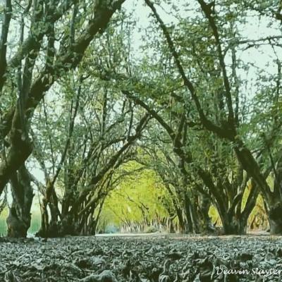 Dorris Ranch trees Photo by Deavin Slayter